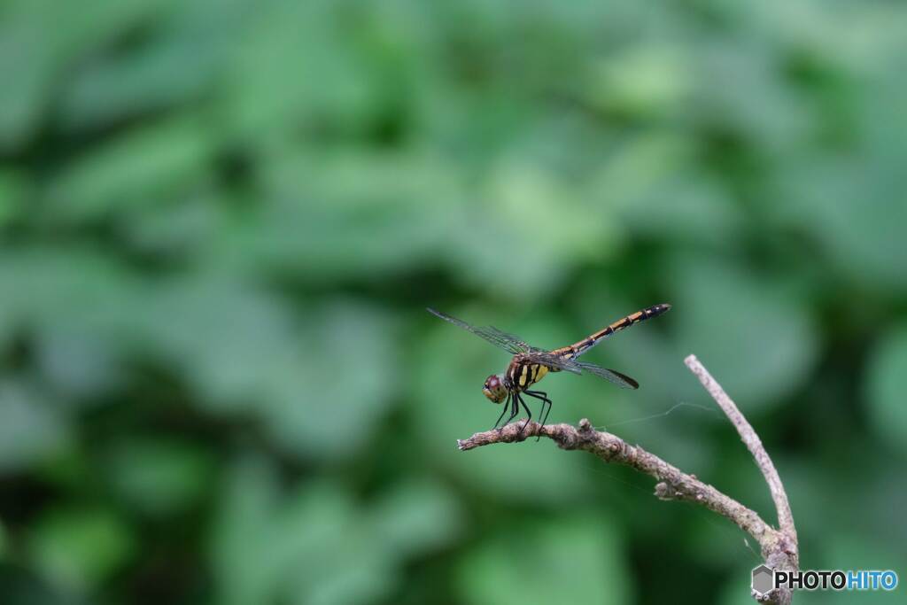 ノシメトンボ♀4754