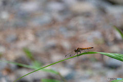 河原のアキ　1605ｱｷ♀