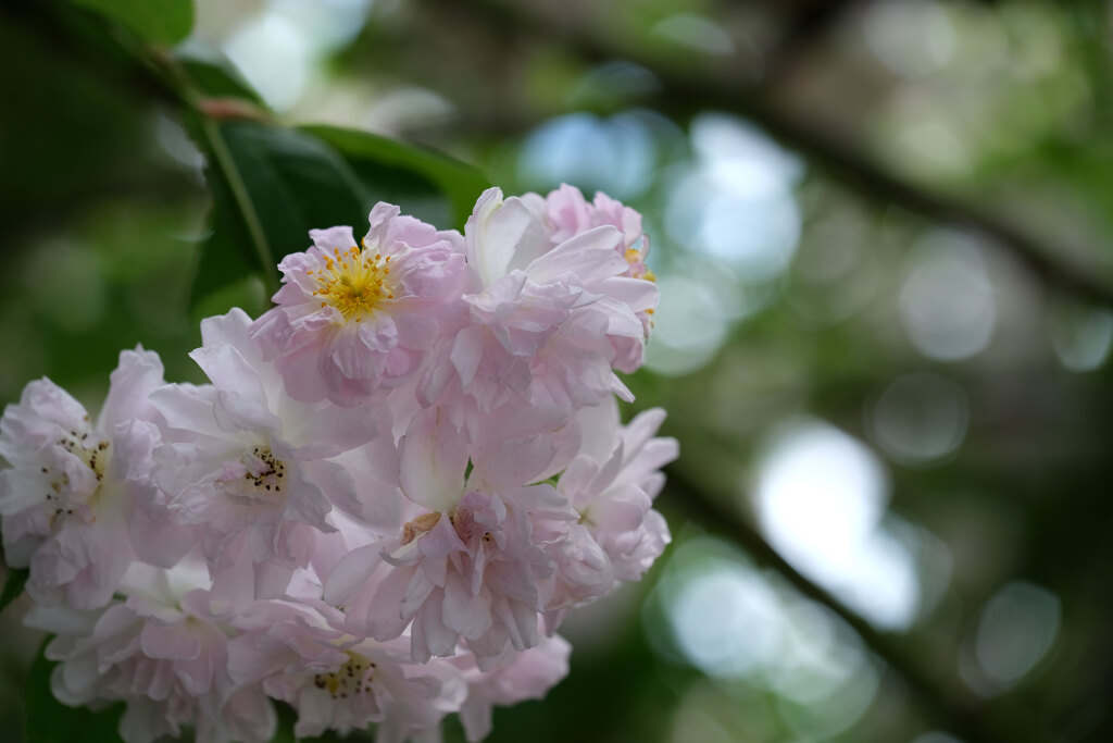 ご近所さん家の花