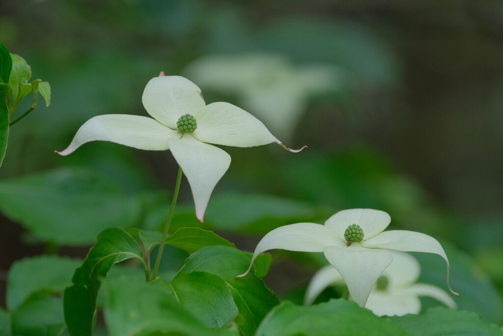 昨日の花(4)