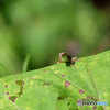 カナヘビ　DSCF4132