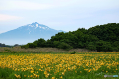 ニッコウキスゲ　岩木山を背景に