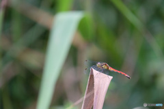 マユタテアカネ♀　5347