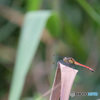 マユタテアカネ♀　5347