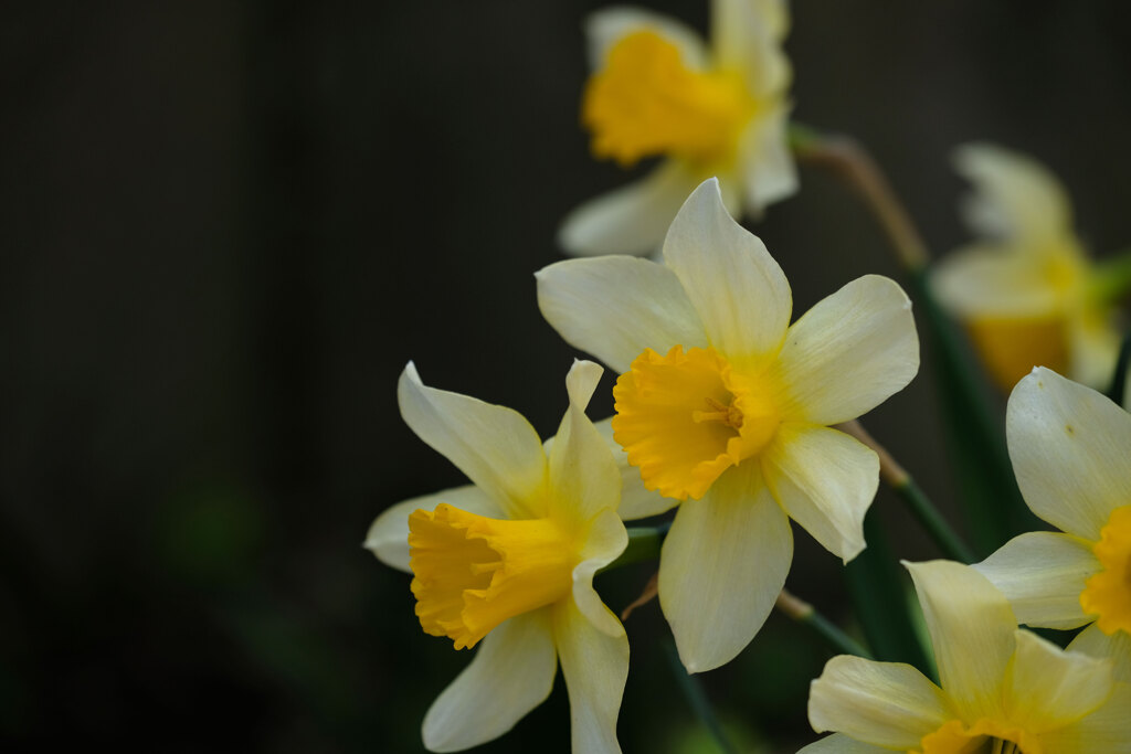 菜園脇の花