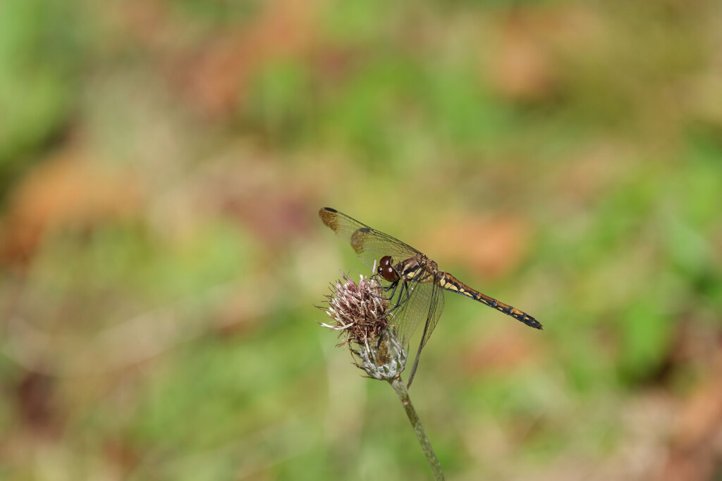 ノシメトンボ♀