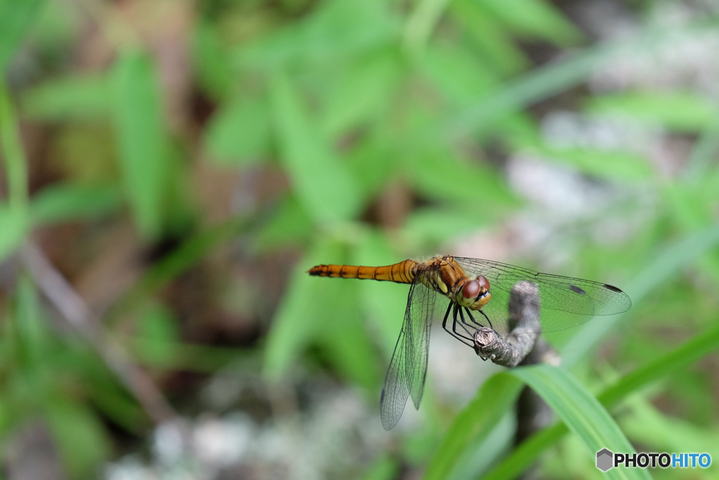 浄仙寺の動物(4)