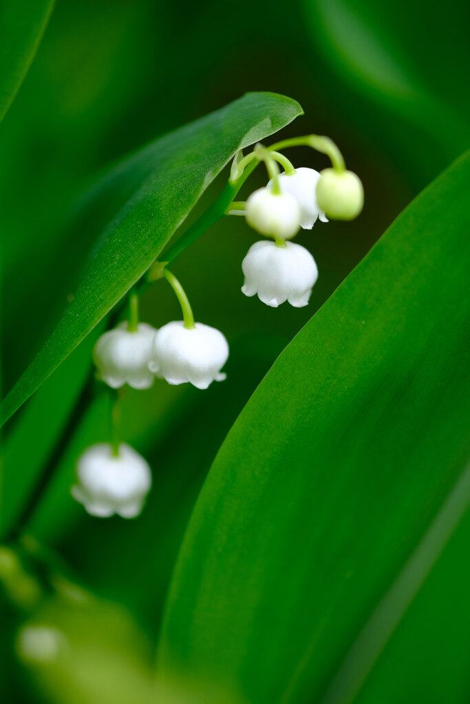 庭の花(2)