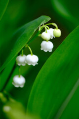 庭の花(2)