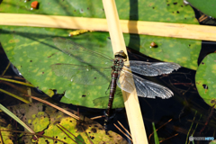 オオルリボシヤンマ♀