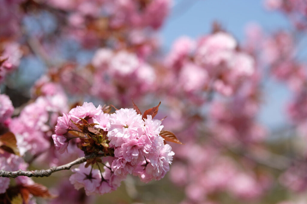 桜散策へ(2)