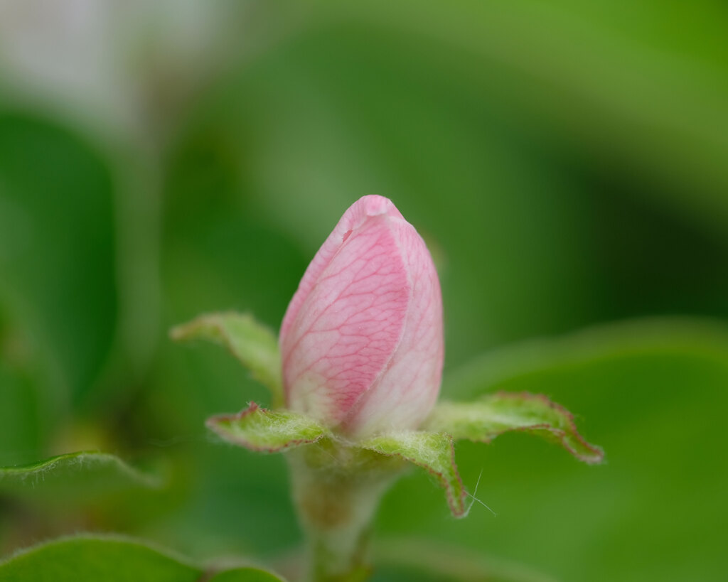 蕾