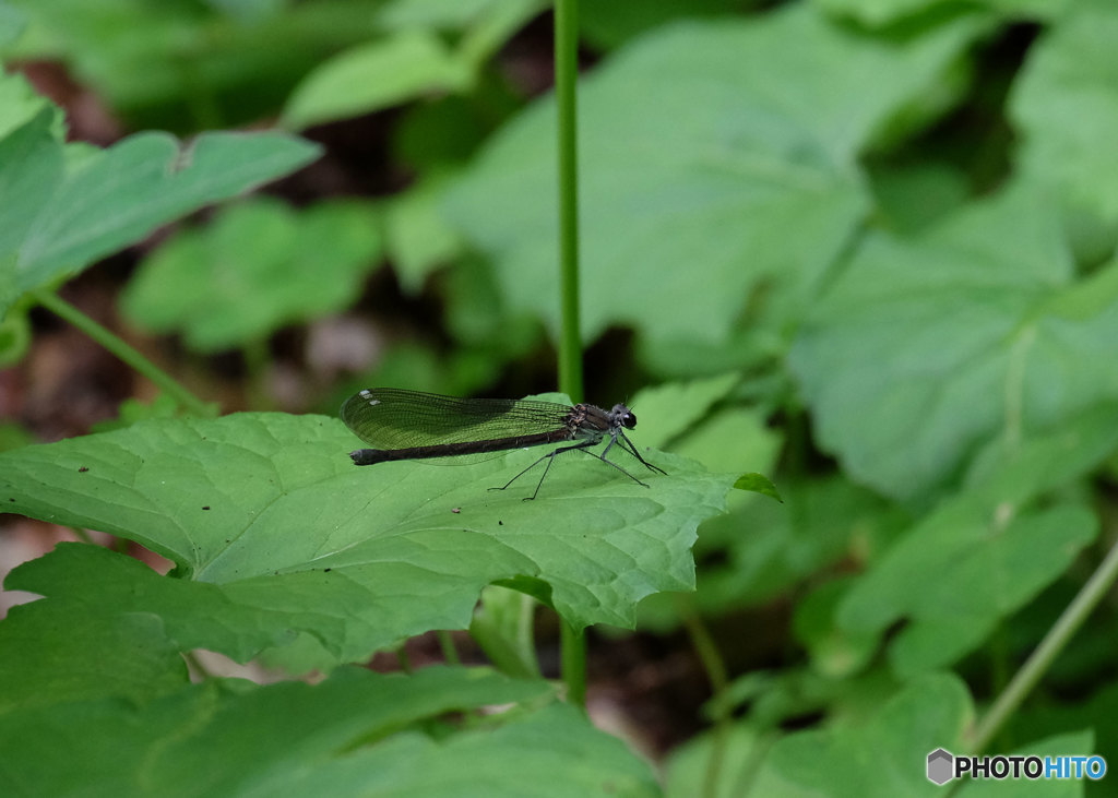 カワトンボ♀　2496ｶﾜ♀