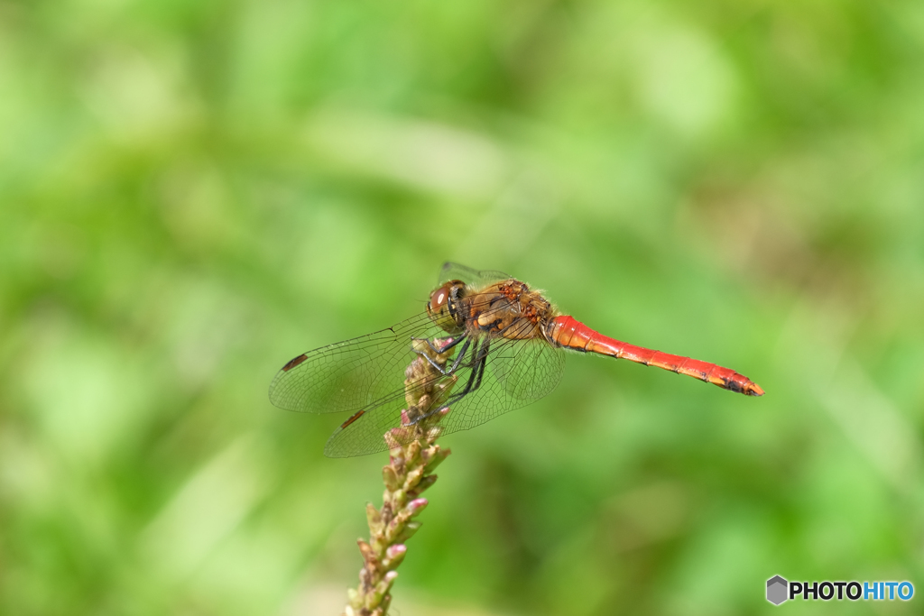 アキアカネ♂