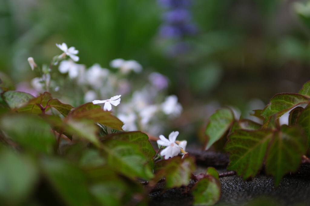 花壇の花(5)