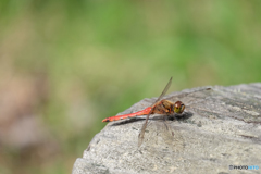 アキアカネ♂