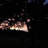 夕焼け求めて