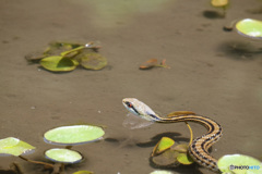 閲覧注意　蛇　シマヘビ　9738