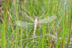 シオカラトンボ♂　DSCF6507