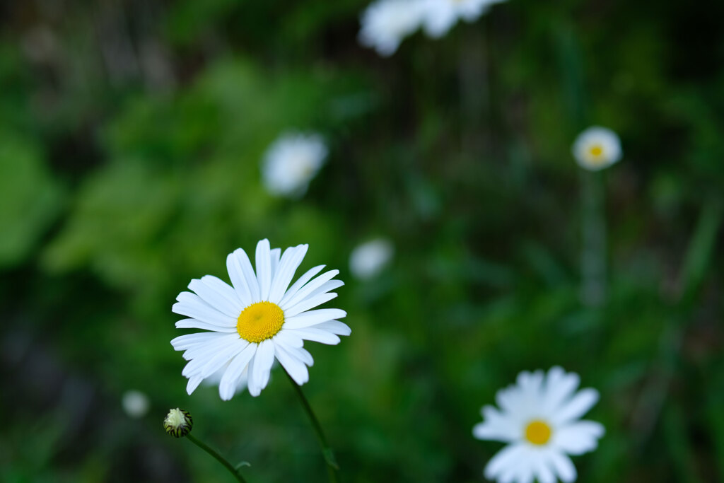 昨日の花(2)