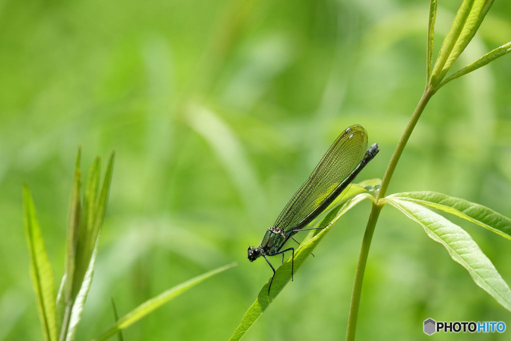 ニホンカワトンボ♀　9202