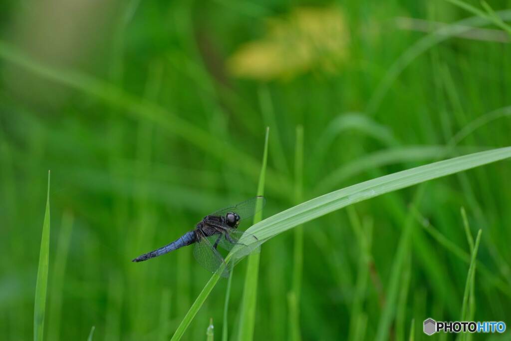 ハラビロトンボ♂