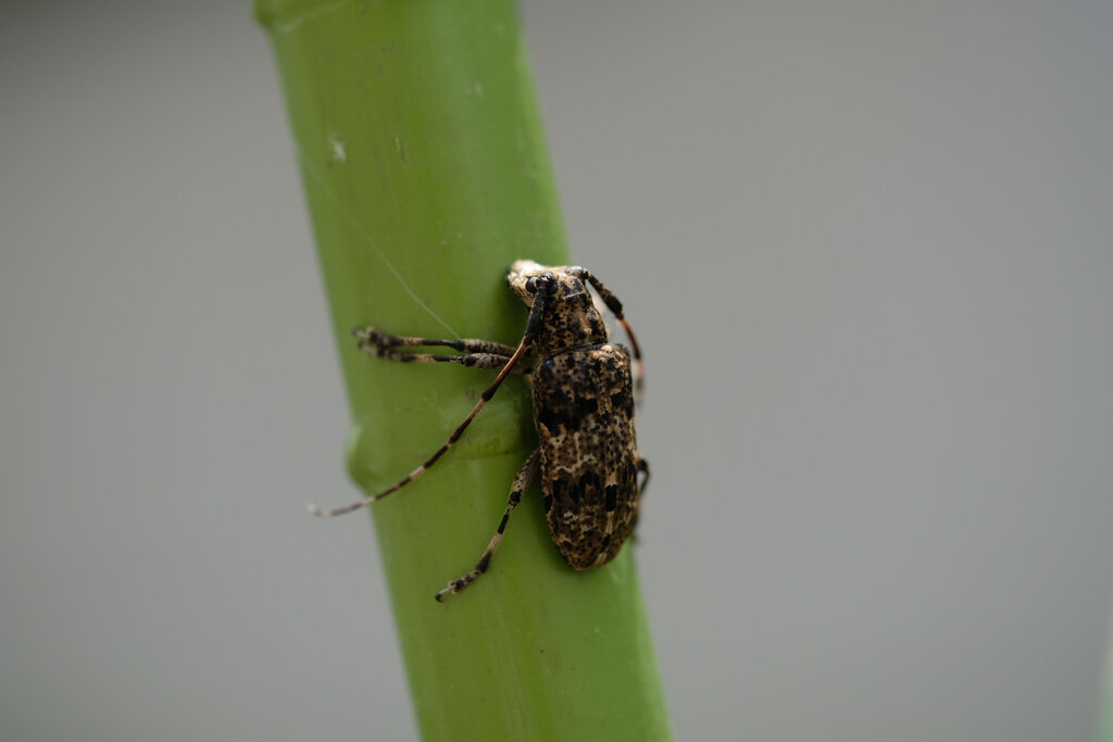 我が家への訪問虫(カミキリムシ)