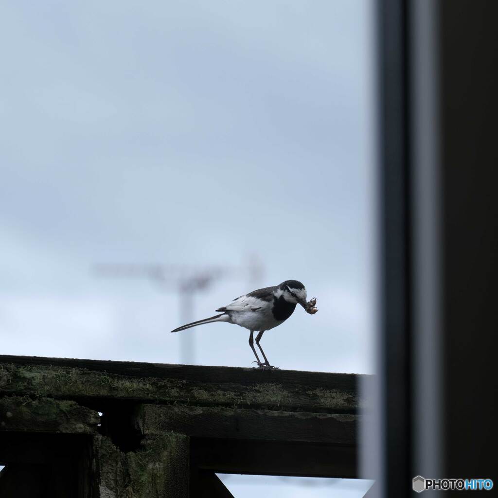 我が家の同居鳥