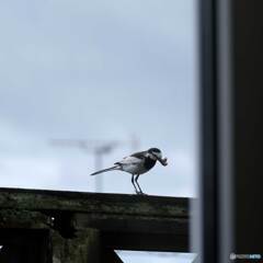 我が家の同居鳥