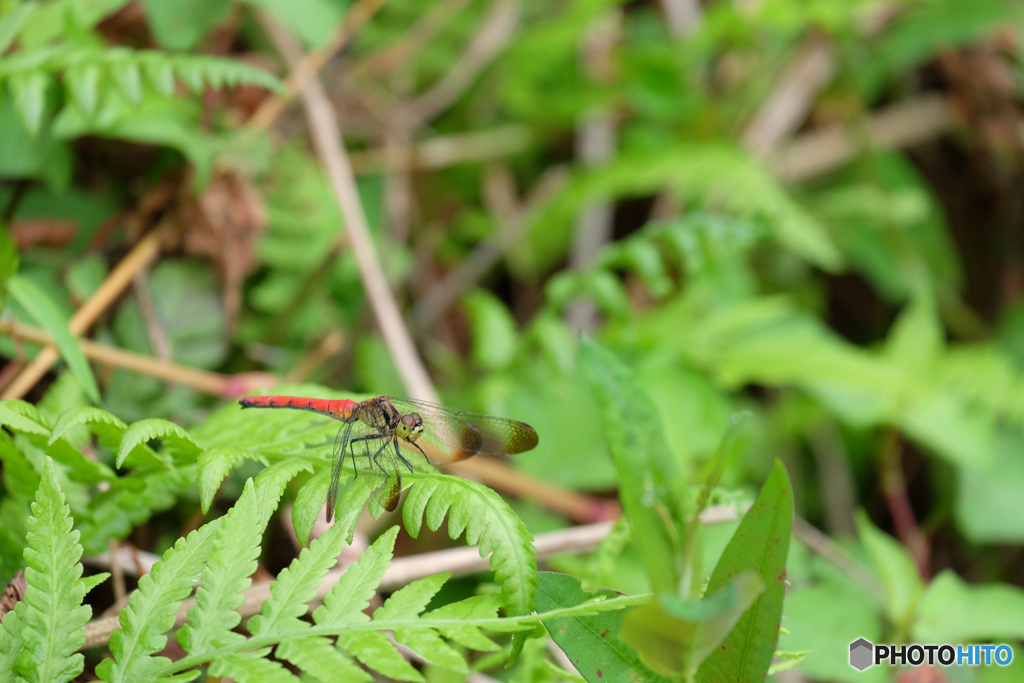 マユタテアカネ♀　5480