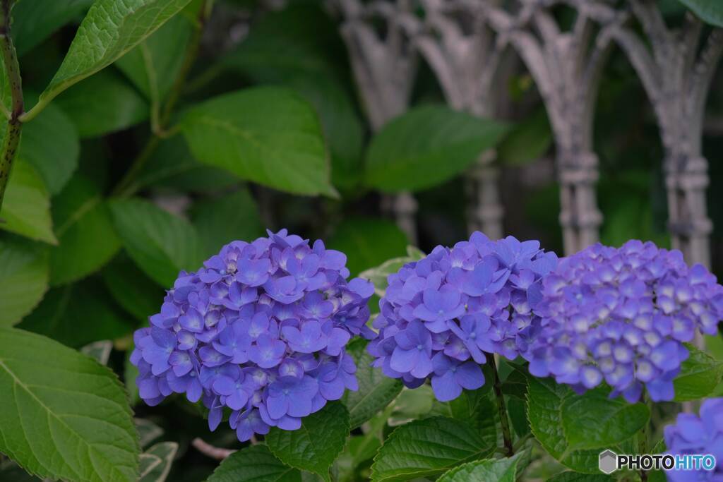 ご近所散歩