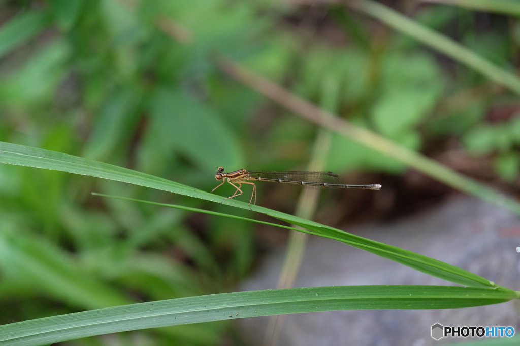 モノサシトンボ♀　2610ﾓﾉ♀