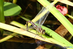 オオルリボシヤンマ♀