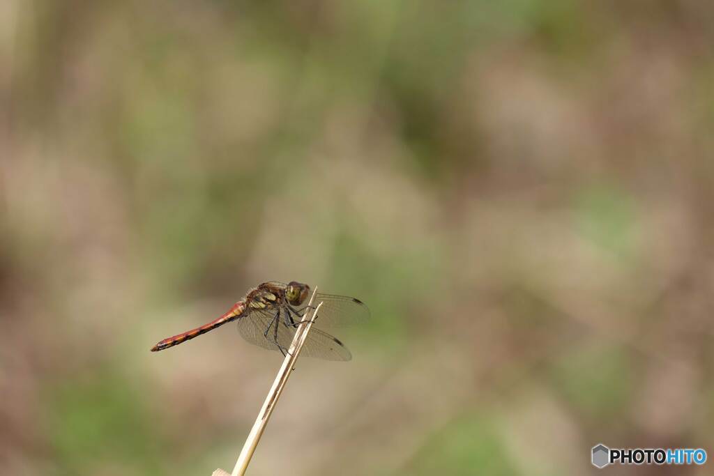 アキアカネ♂