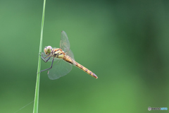 アキアカネ♀