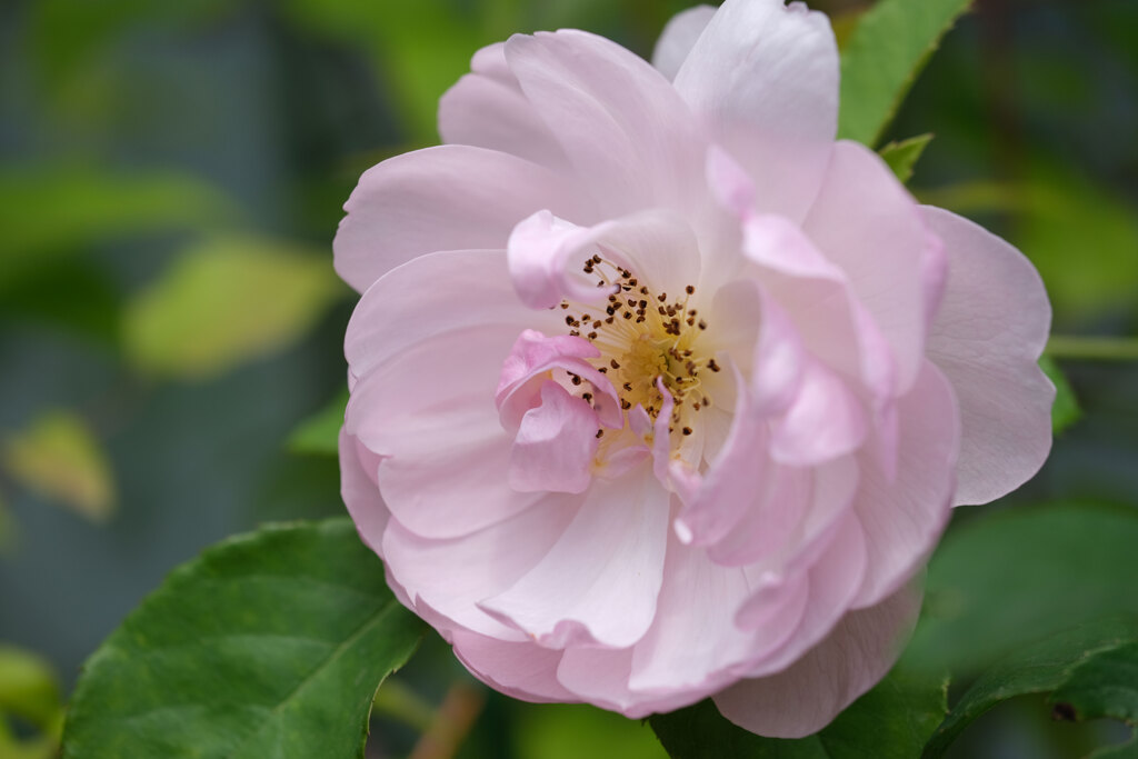 ご近所さん家の花