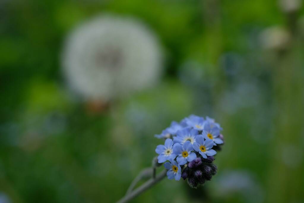 お隣さん家の花