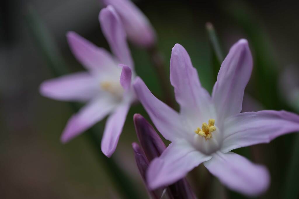花壇の花