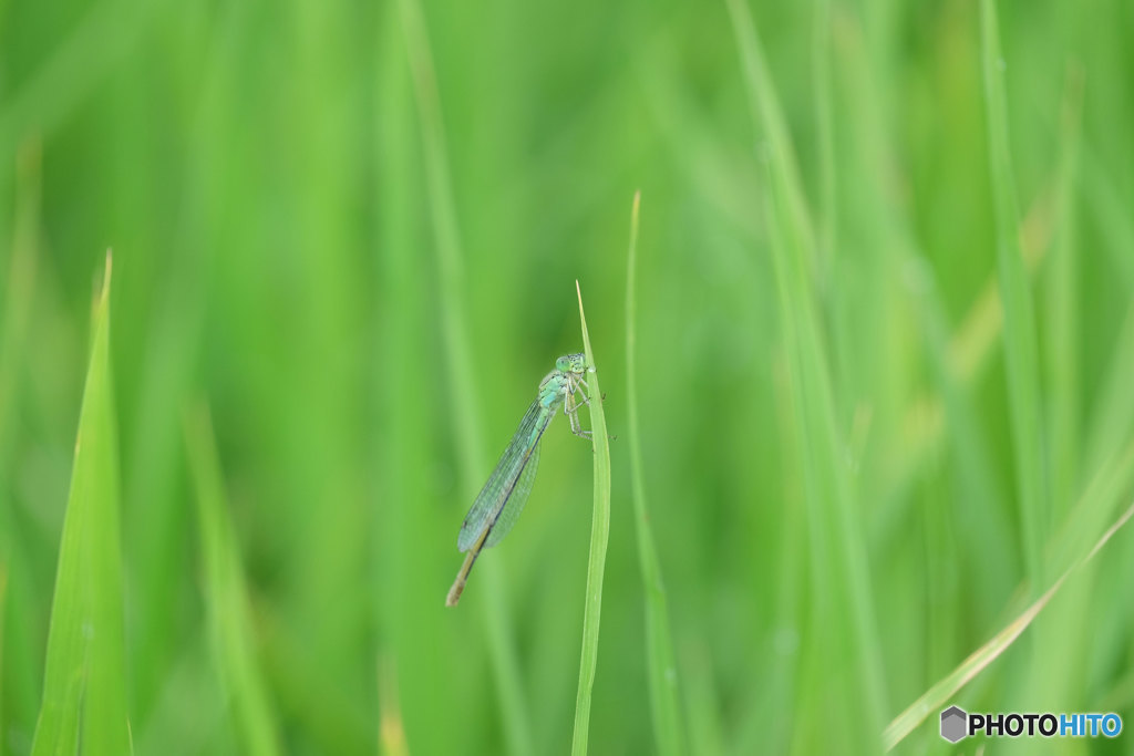 オオセスジイトトンボ♀　2867ｵｵｾ♀