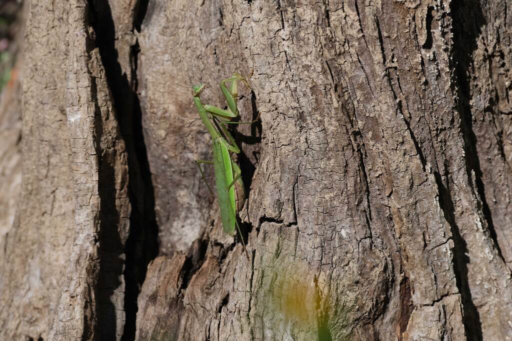 今季初カマキリ