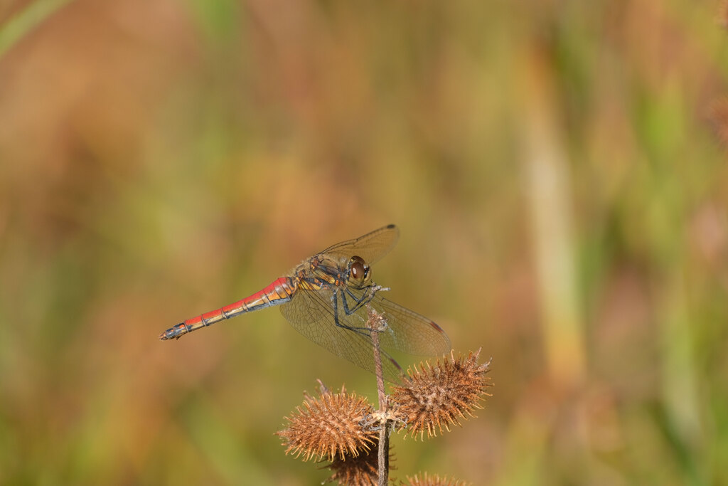 アキアカネ♀