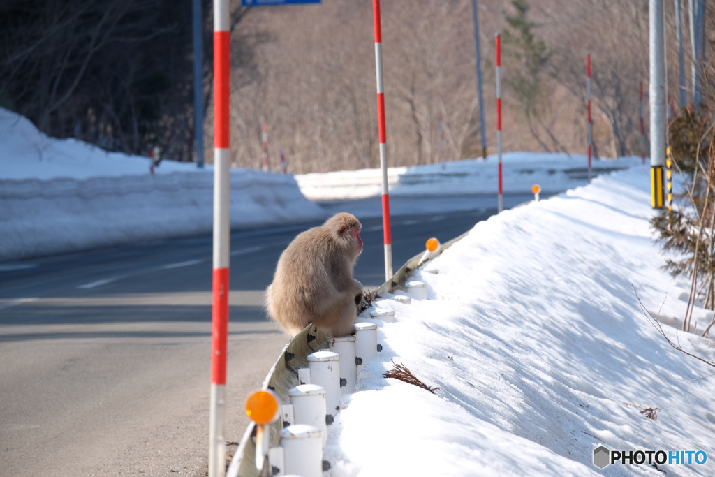 春さがしの帰り道(2)