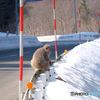 春さがしの帰り道(2)