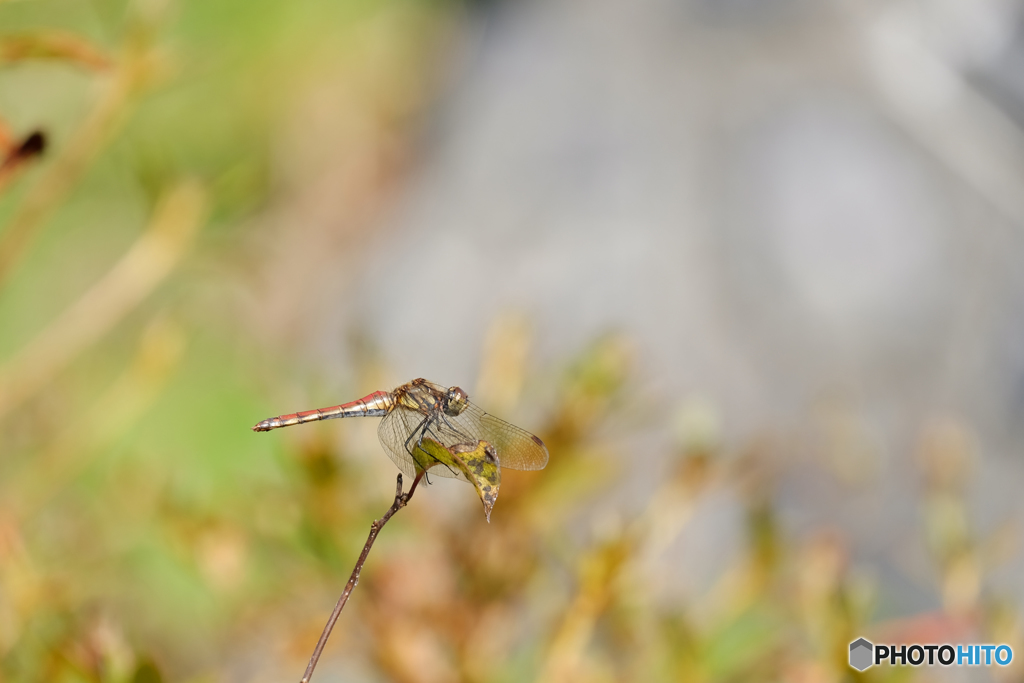 アキアカネ♀