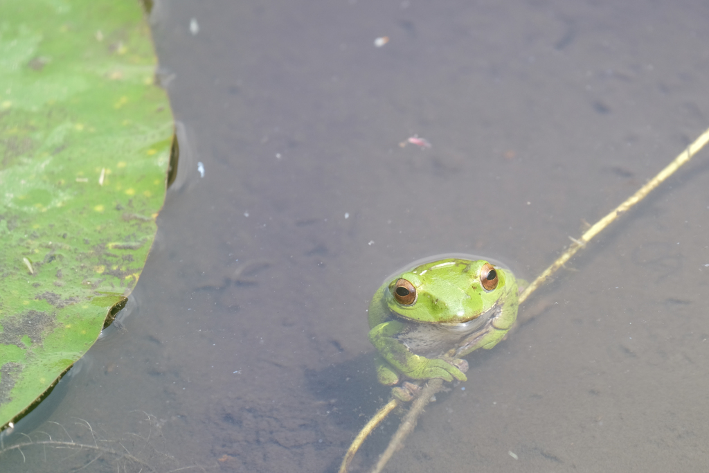 あやめ公園にて　おまけ(1)