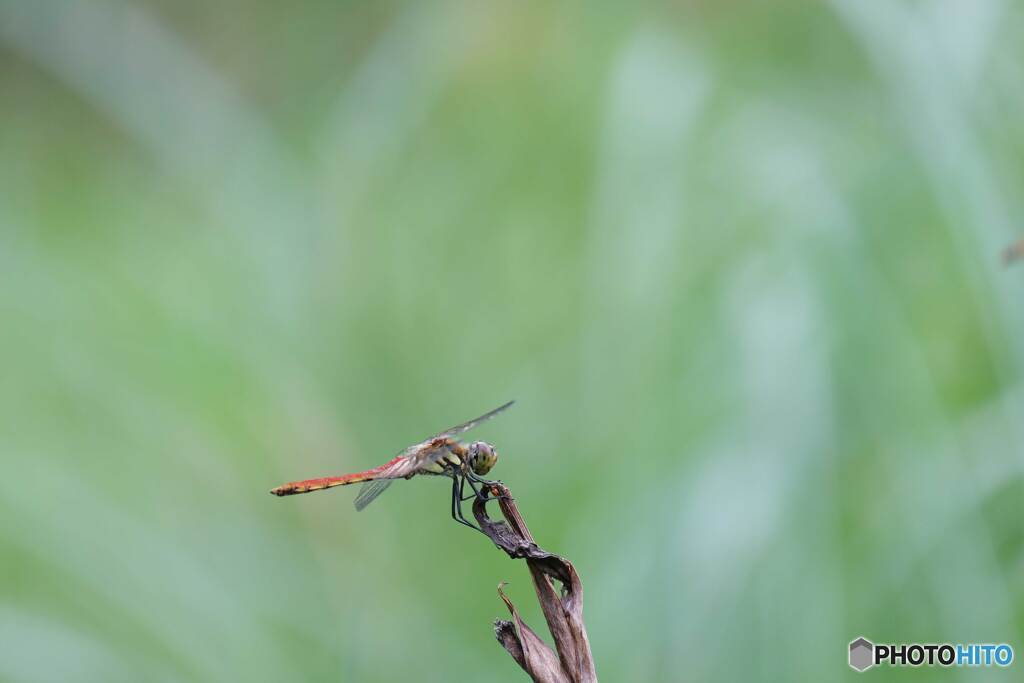 アキアカネ♂