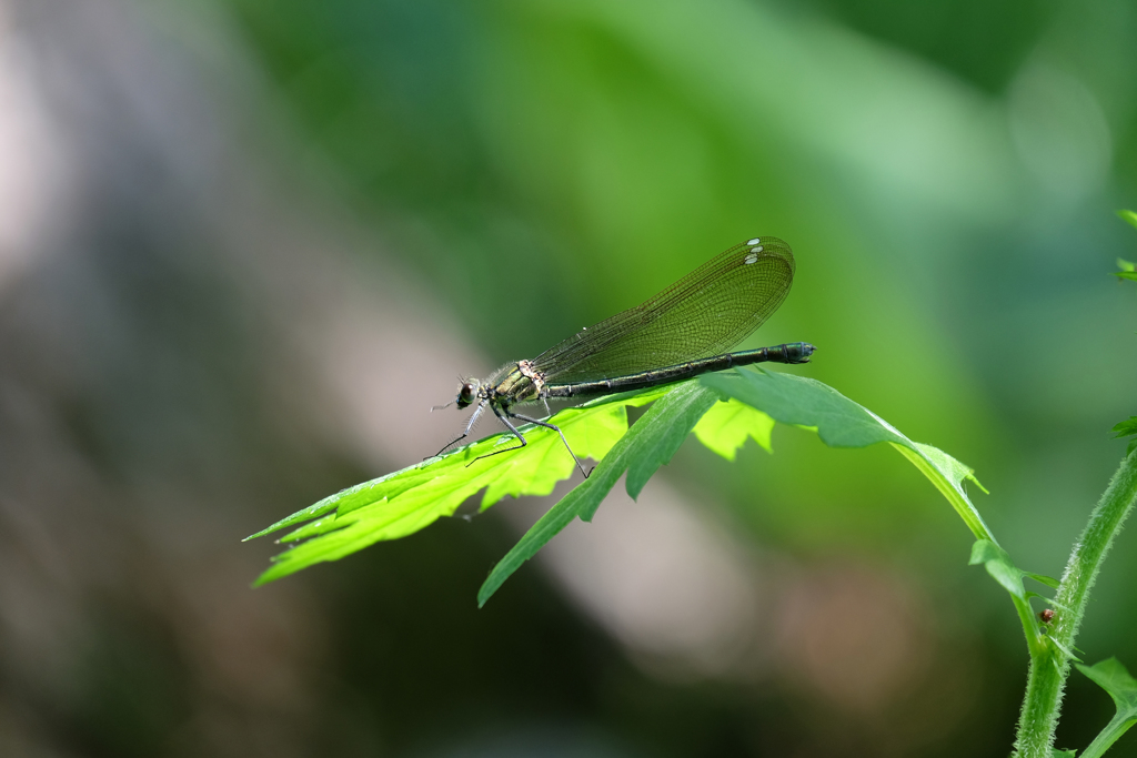 ニホンカワトンボ♀