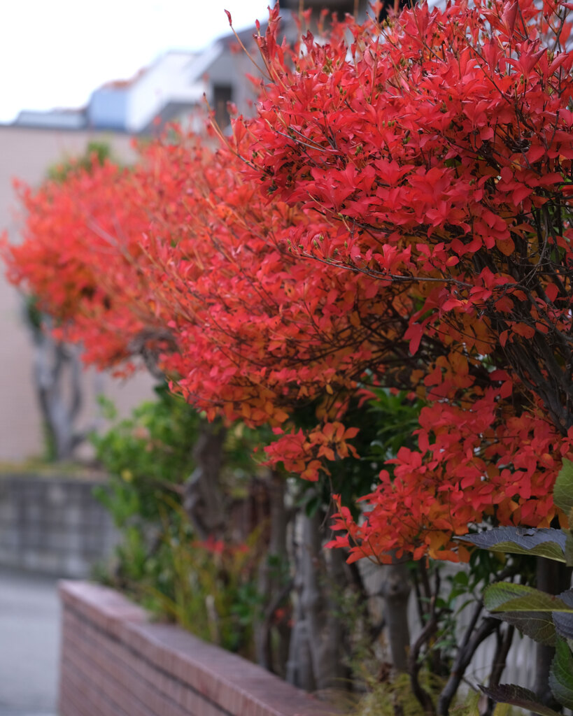 ご近所紅葉(2)