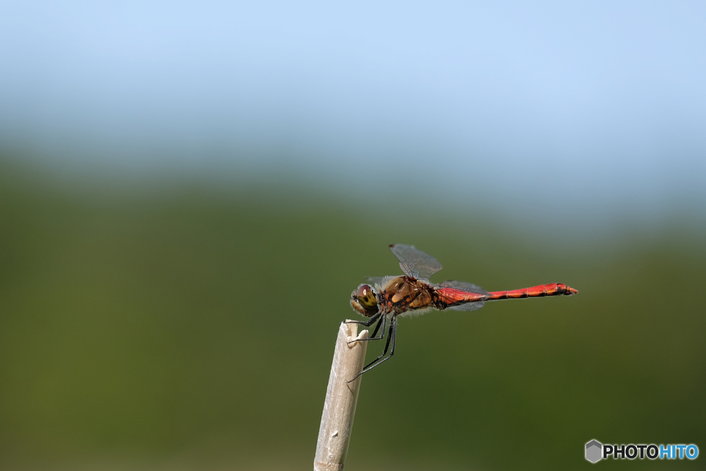 アキアカネ♂