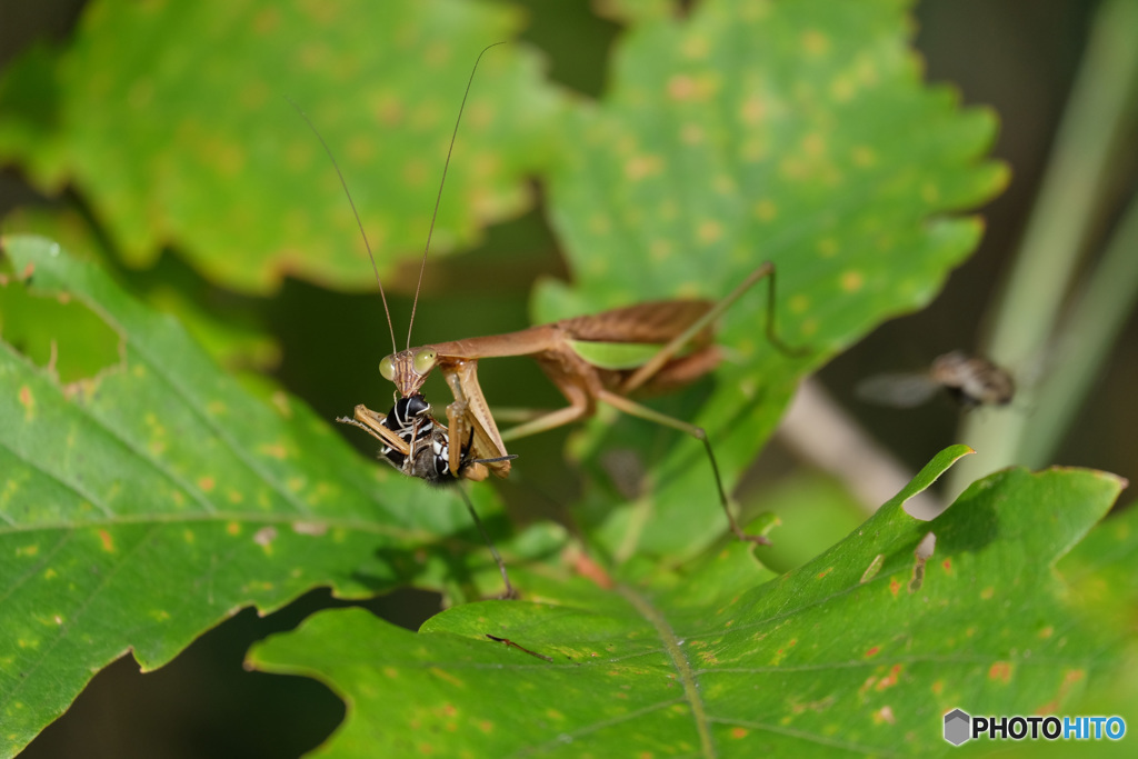 閲覧注意　カマキリ捕食シーン　0542